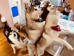 -Husky Go! 哈士奇体验馆·宠物咖啡厅狗咖