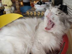 -平行世界·猫咖(首经贸店)