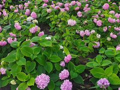 -常州古运河南大街文化旅游区-人民公园