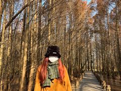 -桤木河湿地公园