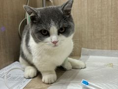 -北京观赏动物医院·24小时大型综合·猫专科·异宠专科