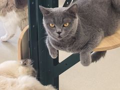-共舞时光猫咖·狗咖(新街口店)