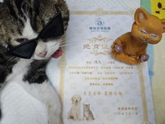 -博特宠物医院24h犬猫全科.骨科·异宠