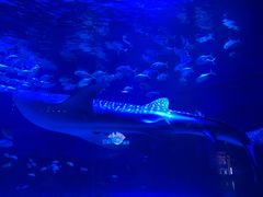 -烟台海昌鲸鲨海洋公园