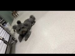 -哆趣宠物医院·眼科·内镜·急重症转诊中心(上海店)