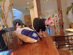 -有猫主题·治愈系猫咖(曾厝垵店)
