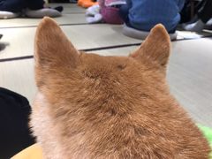 -逗柴咖啡屋·狗咖猫咖宠物桌游