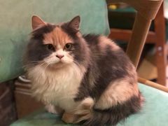 -猫色咖啡·猫咖