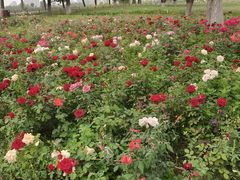 -汉长安城未央宫国家考古遗址公园