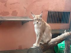 -青藏高原野生动物园