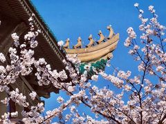 -武汉大学-樱园