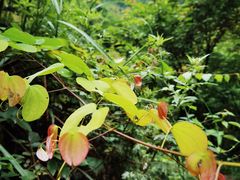 -华蓥山天意谷景区