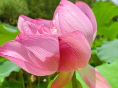 -陈家山荷花公园