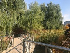 湿地-群力丁香公园