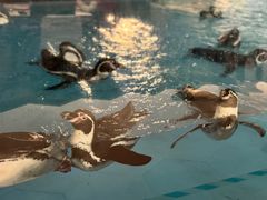 -帝企鹅自助餐厅•儿童岛•真企鹅(长隆企鹅酒店)