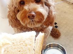 -老梦面包CHEZMOREL(麦子店)