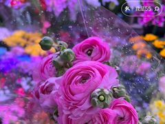 -花鸟鱼虫鲜花绿植市场(玉泉路店)