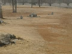 -秦皇岛野生动物园