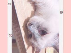 -藏猫猫咖啡主题馆(中央大道店)