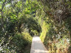 -梧桐山风景名胜区