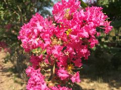 -武汉紫薇都市田园