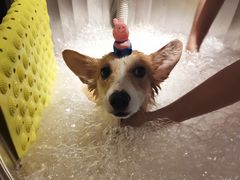 -PETKIT 小佩宠物·低压洗护·美容·寄养(安远店)