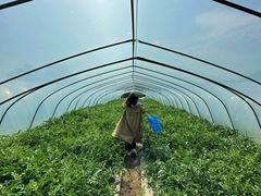 -樂桃源奉贤黄桃种植采摘基地