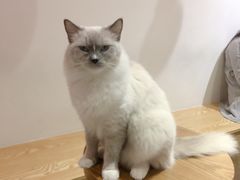-Heymao猫咖.咖啡厅(东门店)