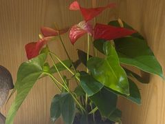 -荷花亭·湖北融合菜(十堰武商MALL店)
