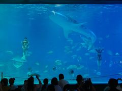 -烟台海昌鲸鲨海洋公园