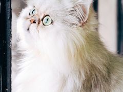 -more than meow吴止猫主题餐厅(承德 中船汇店)