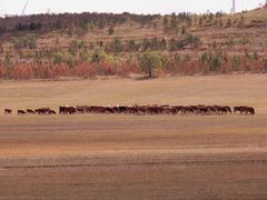 -塞罕坝国家级自然保护区