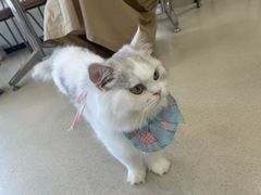 -共舞时光猫咖·狗咖(新街口店)