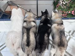 -星多哈·狗咖·拼豆·咖啡