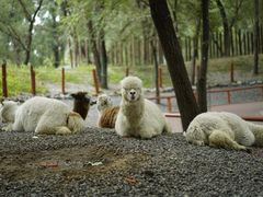 -北京野生动物园