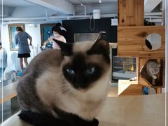 -more than meow吴止猫主题餐厅(承德 中船汇店)