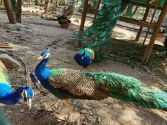 -西安秦岭野生动物园