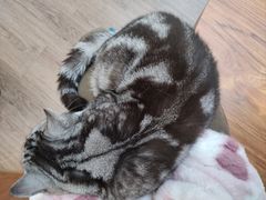 -有猫主题·治愈系猫咖(曾厝垵店)