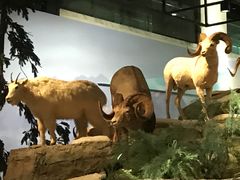 -武汉园博园(武汉自然博物馆)