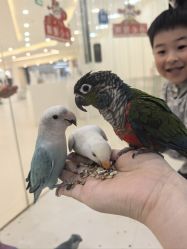 -Moni星球萌宠·小马宝莉·灵蛇·高端高阶全萌宠互动体验俱乐部(红豆国际广场店)