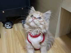 -喵zoo家庭繁育猫舍(尖东智能花园店)