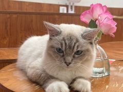 -有猫主题·治愈系猫咖(曾厝垵店)