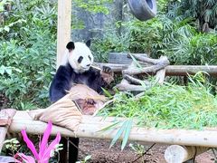 -深圳野生动物园