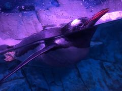 -暹罗海洋世界