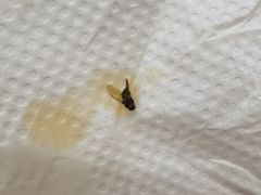 -食必思黄焖鸡米饭杭州小笼包(银杏路店)