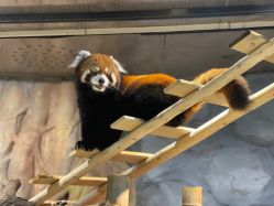 -Zoolung Zoolung动物主题公园(海信广场店)