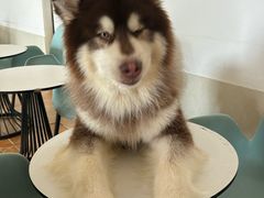-Let's go狗咖·猫咖·奶狗·桌游(春熙路IFS店)