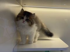 -小猫来了·猫咪专售(红山六九七九店)