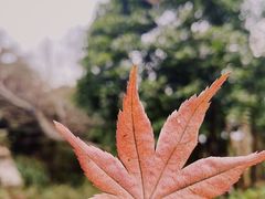 -桃花岛景观公园