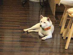 -豆柴町-柴犬主题狗咖(红鼎国际C座店)
